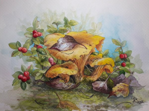 Картина грибы лисички