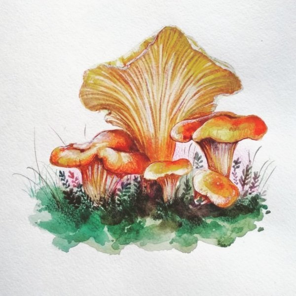 Гриб Лисичка референс