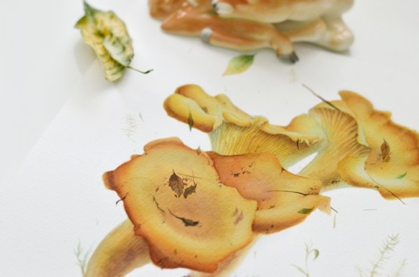 Лисички акварелью грибы