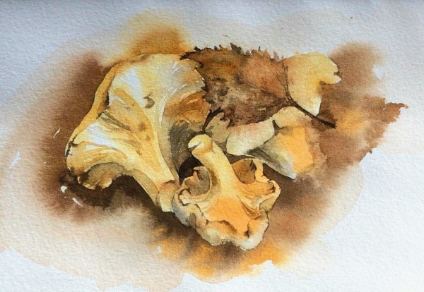 Лисички акварелью грибы