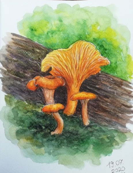Лисички акварелью грибы