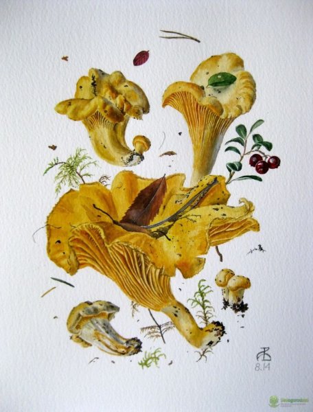 Вязьменский Александр Ботаническая акварель