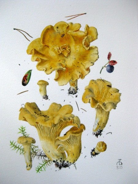 Александр Вязьменский грибные акварели