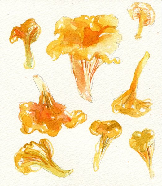 Лисички акварелью грибы Вяземский
