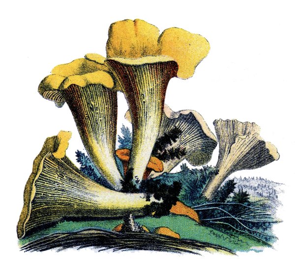 Грибы лисички