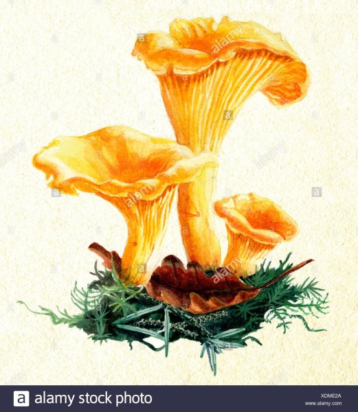 Лисички акварелью грибы