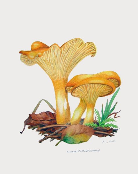 Лисички акварелью грибы