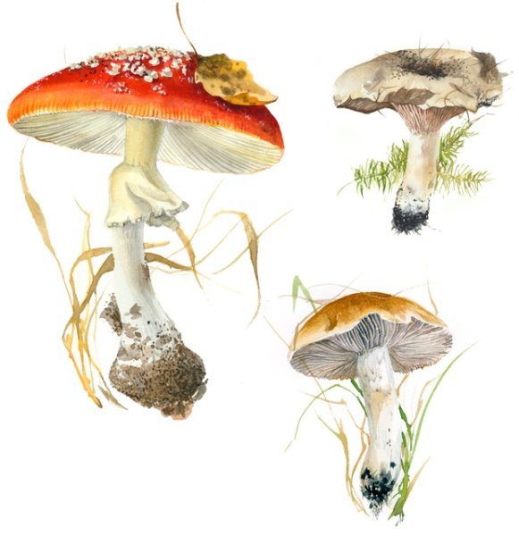 Грибы в живописи