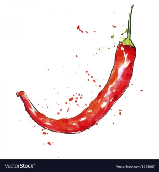 Красный перец акварелью