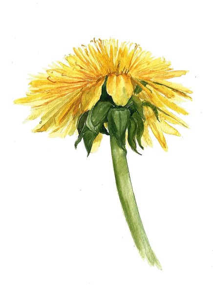 Одуванчики акварелью