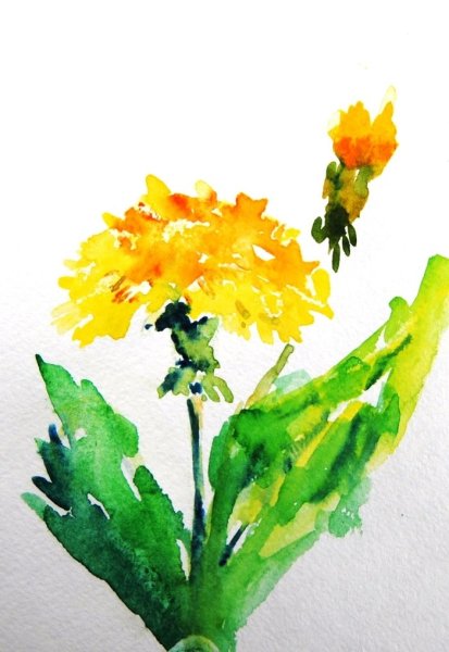 Рисованию акварелью одуванчик для детей