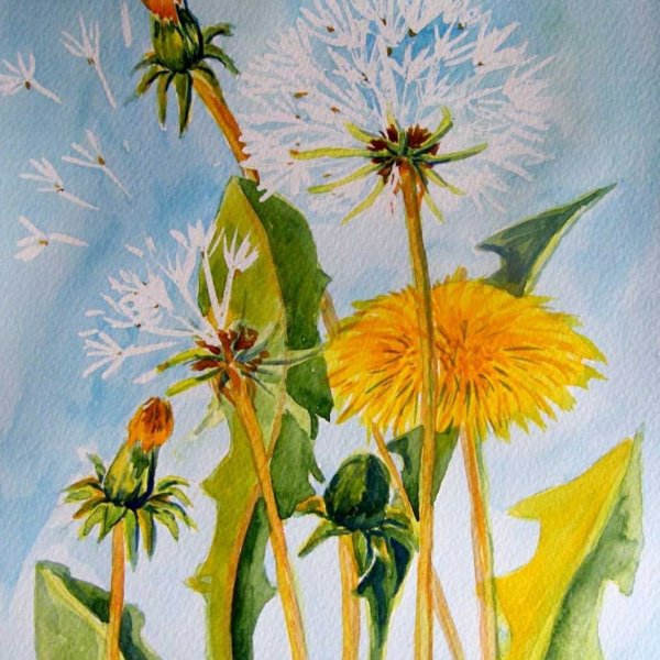 Одуванчики цветными карандашами
