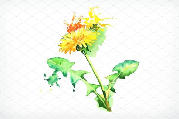 Желтые одуванчики акварелью