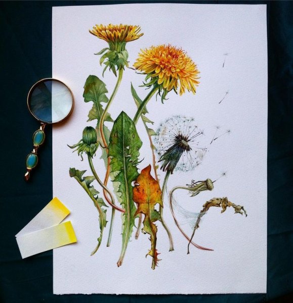 Юлия Петрова Ботаническая живопись