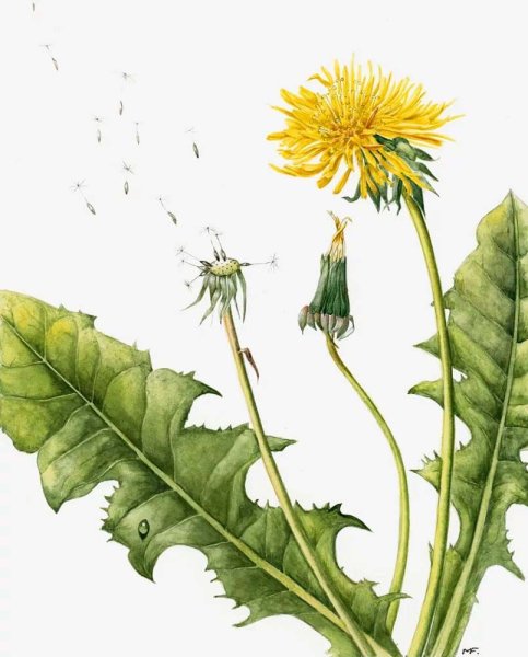 Taraxacum officinale иллюстрация
