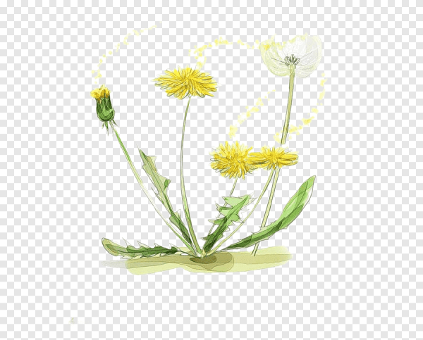 Одуванчик акварель на прозрачном фоне