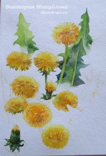 Одуванчики акварелью для начинающих
