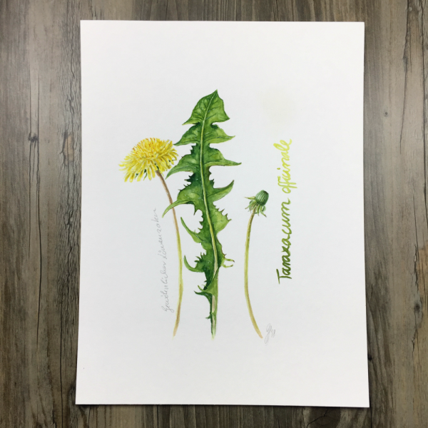 Ботаническая живопись одуванчик