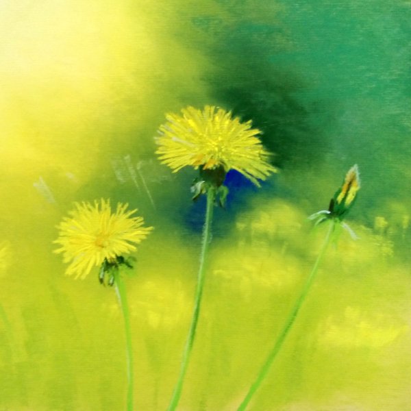 Одуванчики пастелью