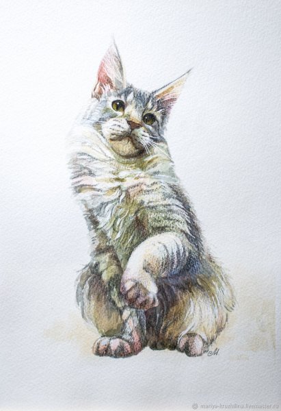 Мейн кун акварель