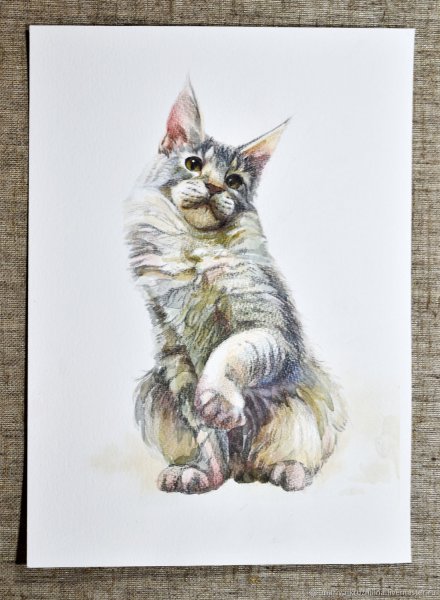 Акварель кошка Мейн кун