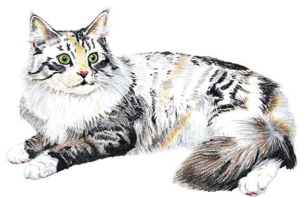 Котики маслом