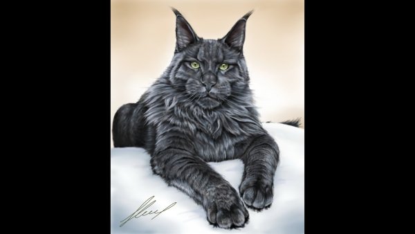 Картина белый Мейн кун