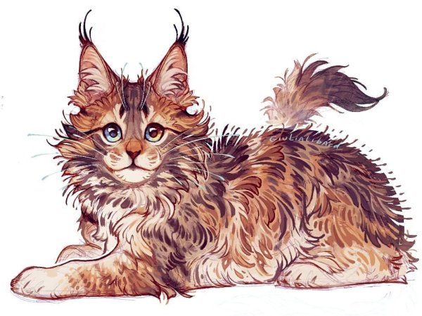 Кот рисунок акварелью мэйнкунов