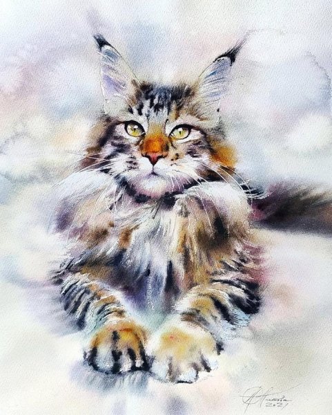 Зарисовки сибирской кошки