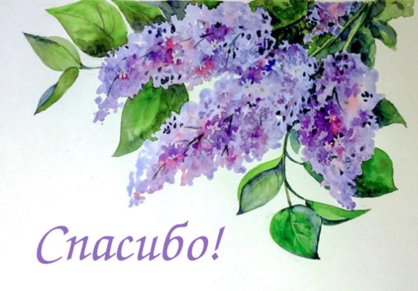 Сирень рисунок