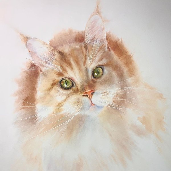 Мейн кун рисунок