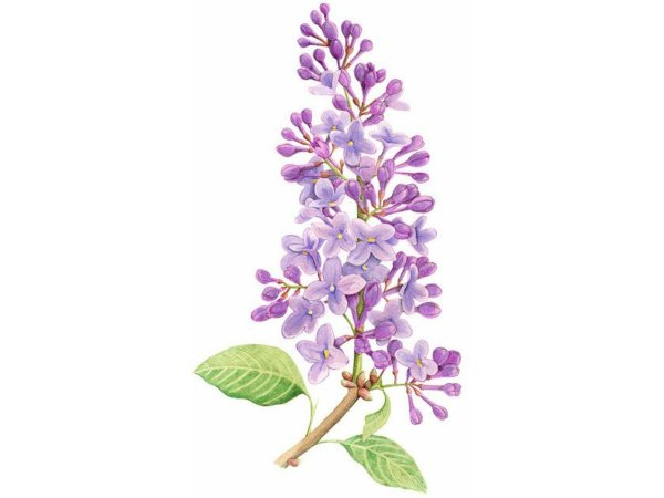 Ветка сирени акварелью