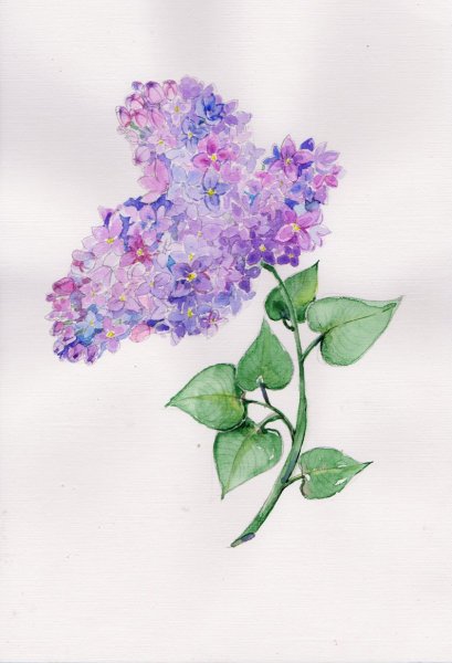 Сирень референс