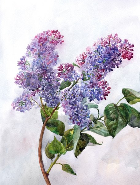 Сирень акварелью