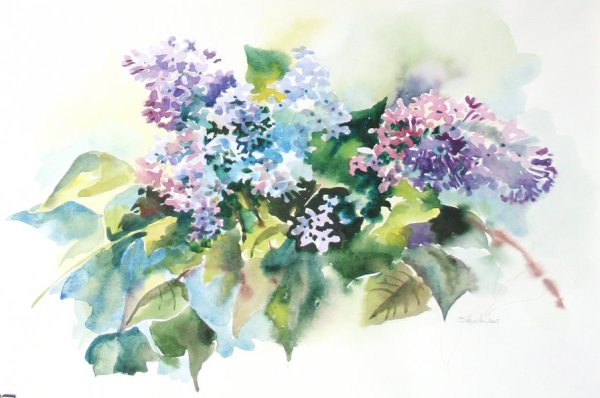 Сирень акварель пленэр