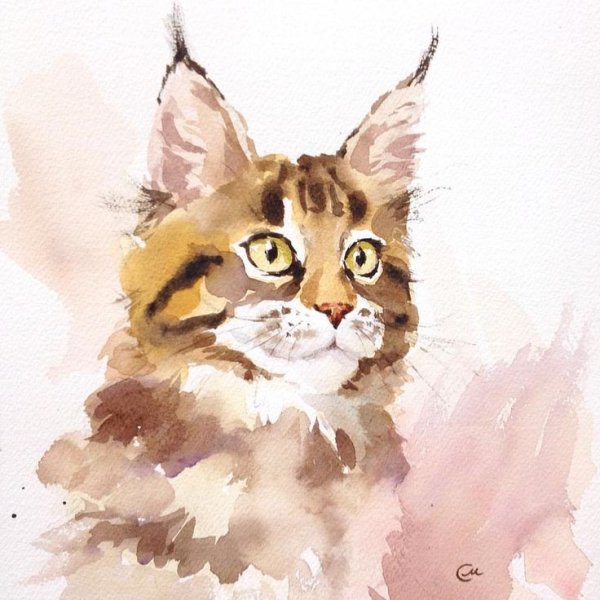 Мейн кун рыжий