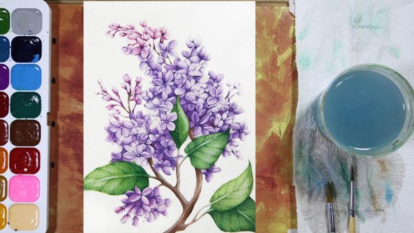 Сирень акварелью для начинающих