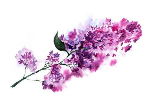 Сирень акварелью