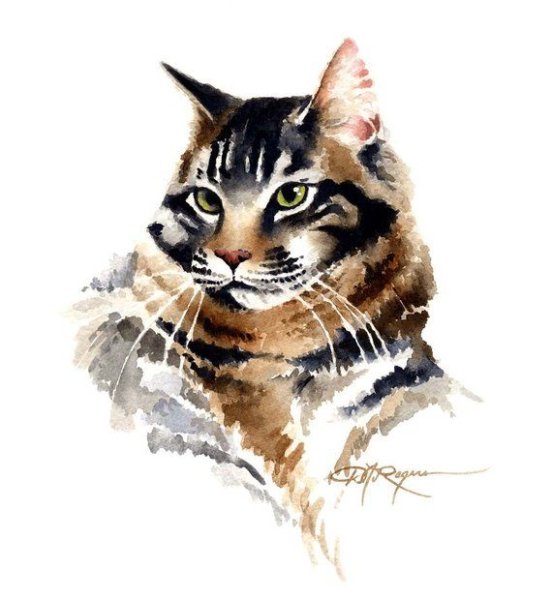 Мейн кун акварель