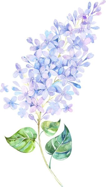 Веточка сирени акварель