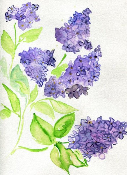 Сирень акварелью легко