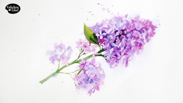 Калачёва акварель сирень