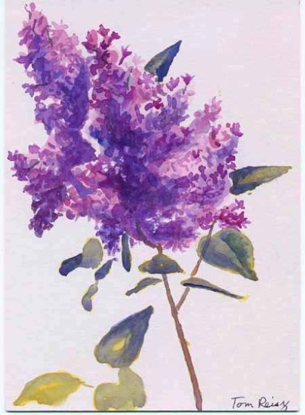 Сирень референс