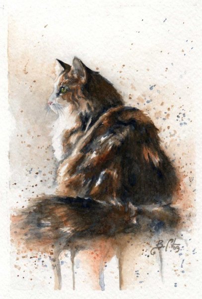 Мейнкун кот