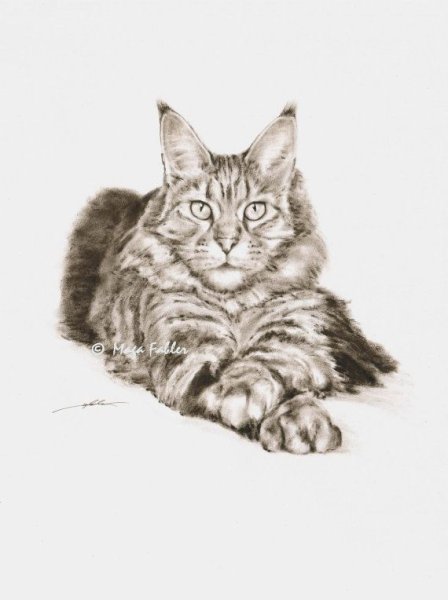 Мейн кун акварель