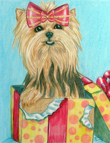 Шамиль Абракимов Йоркширский терьер