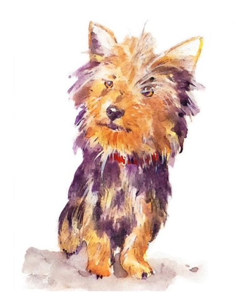 Норфолкский терьер акварель