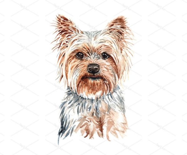 Скетчинг Йоркширский терьер