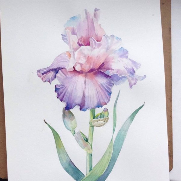 Поэтапное рисование цветов акварелью