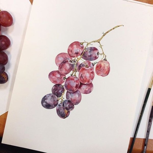 Виноград акварельный скетч